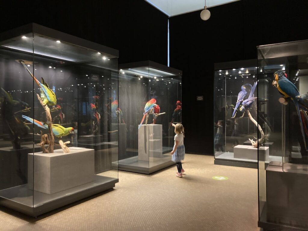 A child studies colorful bird specimens in glass cases at a museum while exploring family-friendly things to do in Berlin.